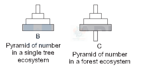 NEET 2010 Botany, Ecosystem — solution figure