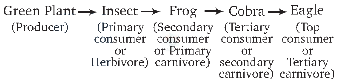 NEET 2012 Botany, Ecosystem — solution figure