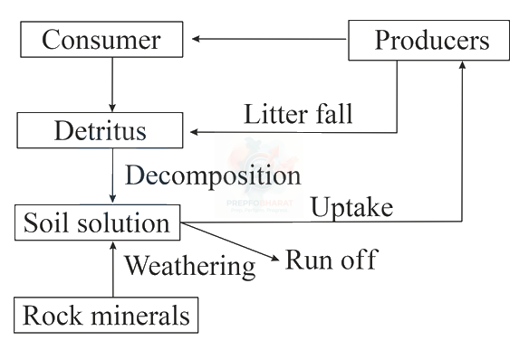 NEET 2014 Botany, Ecosystem — solution figure