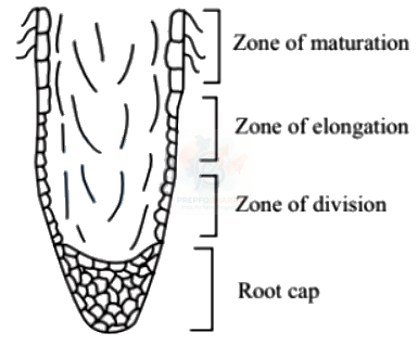 NEET 2004 Botany, Morphology of Flowering Plants — solution figure