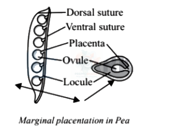 NEET 2006 Botany, Morphology of Flowering Plants — solution figure