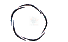 NEET 2010 Botany, Morphology of Flowering Plants — solution figure