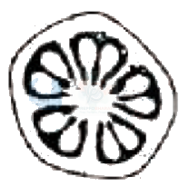 NEET 2011 Botany, Morphology of Flowering Plants — option A figure