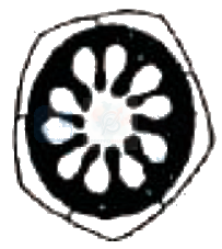 NEET 2011 Botany, Morphology of Flowering Plants — option B figure