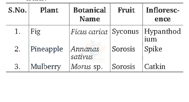 NEET 2012 Botany, Morphology of Flowering Plants — solution figure