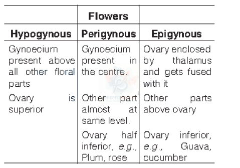 NEET 2013 Botany, Morphology of Flowering Plants — solution figure