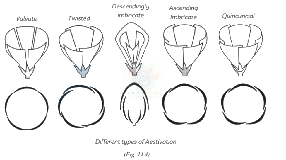NEET 2013 Botany, Morphology of Flowering Plants — solution figure