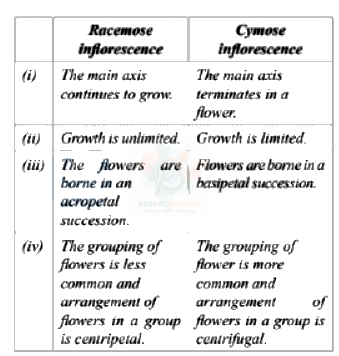 NEET 2013 Botany, Morphology of Flowering Plants — solution figure 1
