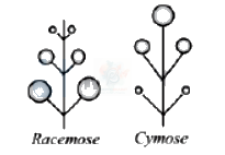 NEET 2013 Botany, Morphology of Flowering Plants — solution figure 2