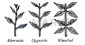 NEET 2013 Botany, Morphology of Flowering Plants — solution figure