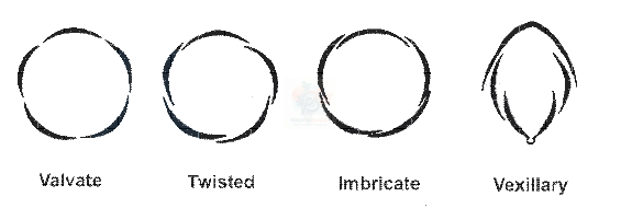NEET 2014 Botany, Morphology of Flowering Plants — solution figure