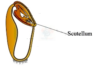 NEET 2015 Botany, Morphology of Flowering Plants — solution figure