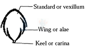 NEET 2016 Botany, Morphology of Flowering Plants — solution figure