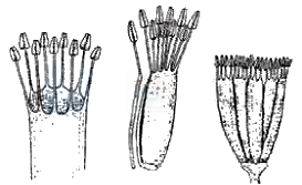 NEET 2016 Botany, Morphology of Flowering Plants — solution figure