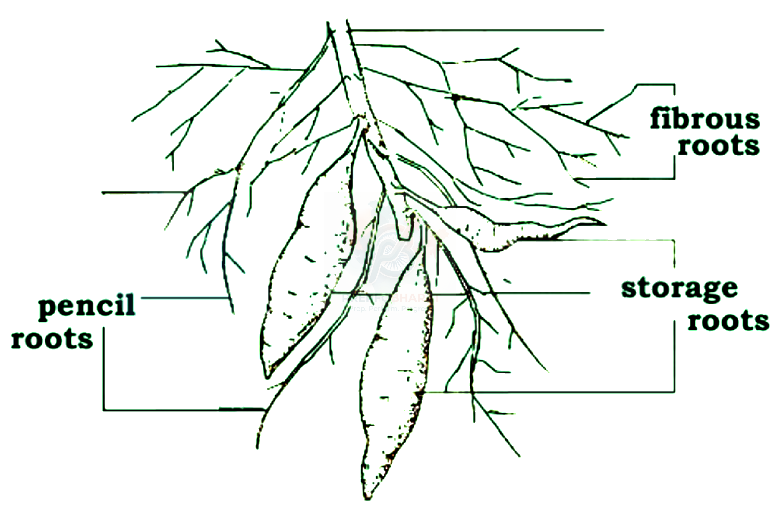 NEET 2018 Botany, Morphology of Flowering Plants — solution figure