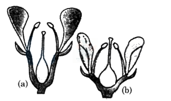 NEET 2024 Botany, Morphology of Flowering Plants — question figure