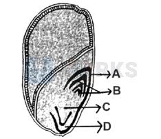 NEET 2024 Botany, Morphology of Flowering Plants — question figure