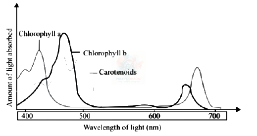 NEET 2003 Botany, Photosynthesis in Higher Plants — solution figure