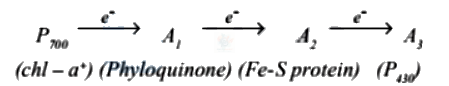 NEET 2006 Botany, Photosynthesis in Higher Plants — solution figure
