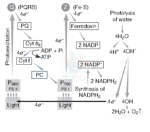 NEET 2008 Botany, Photosynthesis in Higher Plants — solution figure