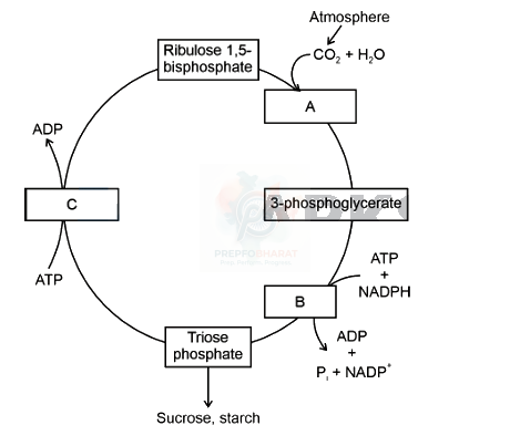 NEET 2024 Botany, Photosynthesis in Higher Plants — question figure