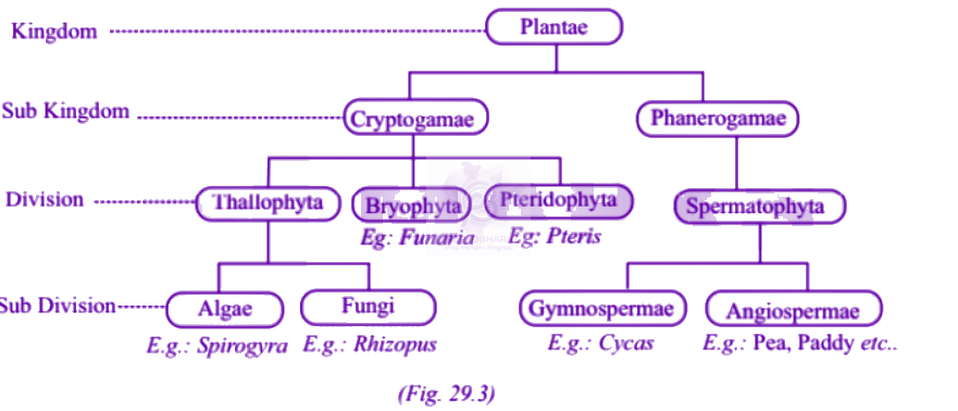 NEET 2003 Botany, Plant Kingdom — solution figure