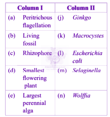 NEET 2005 Botany, Plant Kingdom — question figure