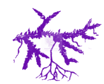 NEET 2010 Botany, Plant Kingdom — question figure 1