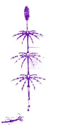 NEET 2010 Botany, Plant Kingdom — question figure 2