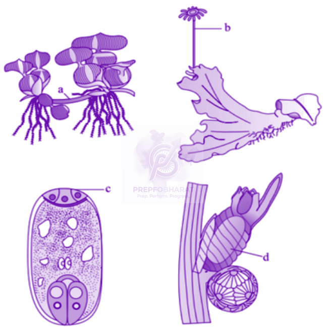 NEET 2010 Botany, Plant Kingdom — question figure 1