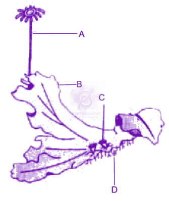 NEET 2011 Botany, Plant Kingdom — question figure