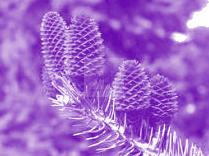 NEET 2018 Botany, Plant Kingdom — solution figure