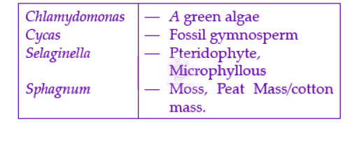 NEET 2022 Botany, Plant Kingdom — solution figure