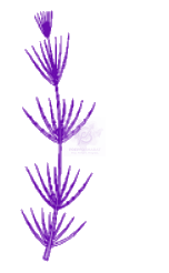 NEET 2022 Botany, Plant Kingdom — question figure