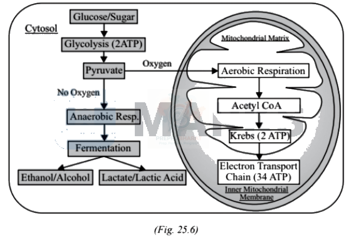 NEET 2007 Botany, Respiration in Plants — solution figure