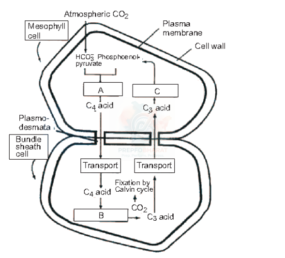 NEET 2010 Botany, Respiration in Plants — question figure 1