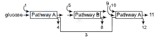 NEET 2013 Botany, Respiration in Plants — question figure