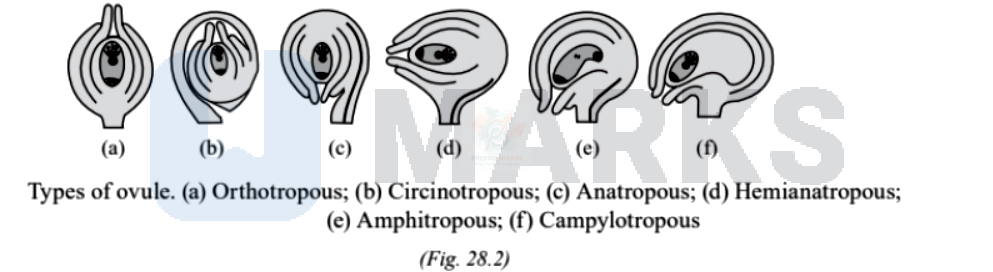 NEET 2004 Botany, Sexual Reproduction in Flowering Plants — solution figure