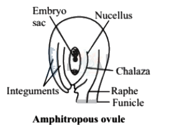 NEET 2005 Botany, Sexual Reproduction in Flowering Plants — solution figure