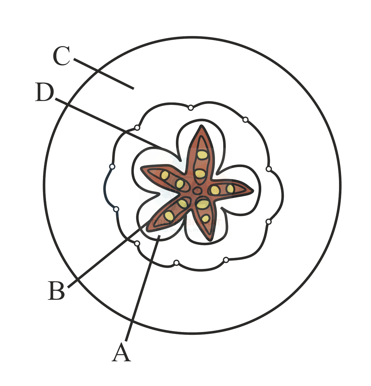 NEET 2022 Botany, Sexual Reproduction in Flowering Plants — question figure