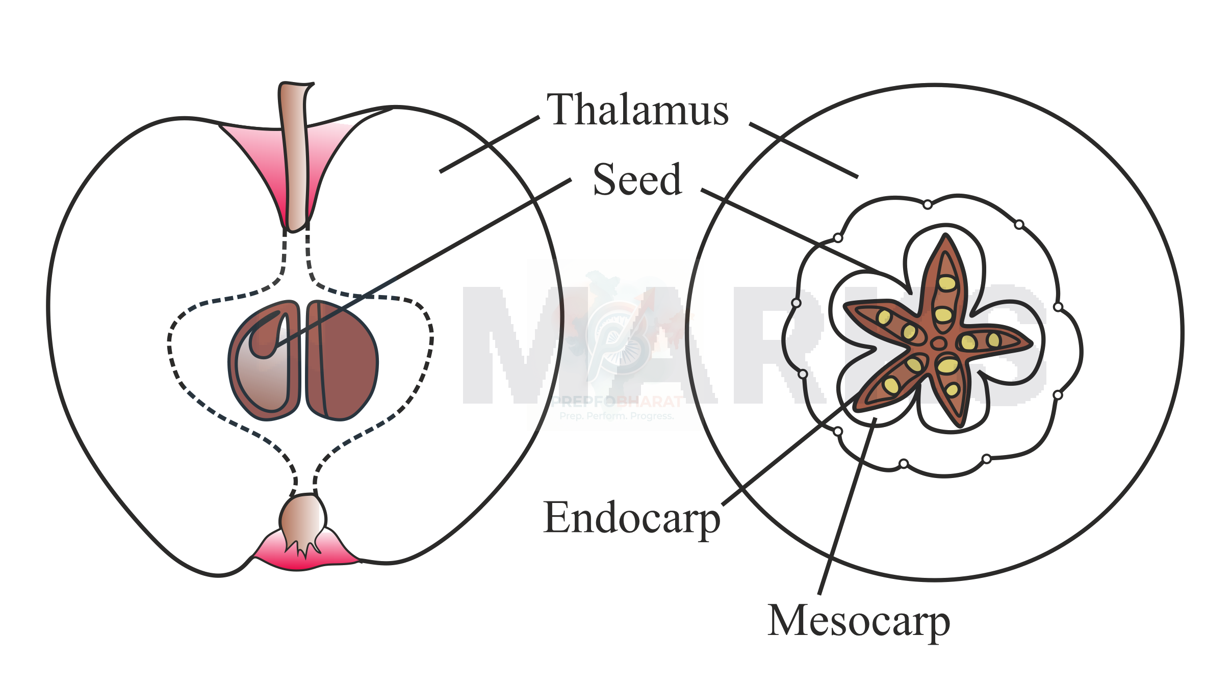 NEET 2022 Botany, Sexual Reproduction in Flowering Plants — solution figure