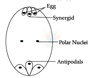 NEET 2022 Botany, Sexual Reproduction in Flowering Plants — solution figure