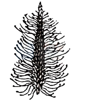 NEET 2024 Botany, Sexual Reproduction in Flowering Plants — question figure