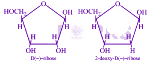 NEET 2007 Chemistry, Biomolecules — solution figure