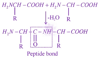 NEET 2016 Chemistry, Biomolecules — solution figure