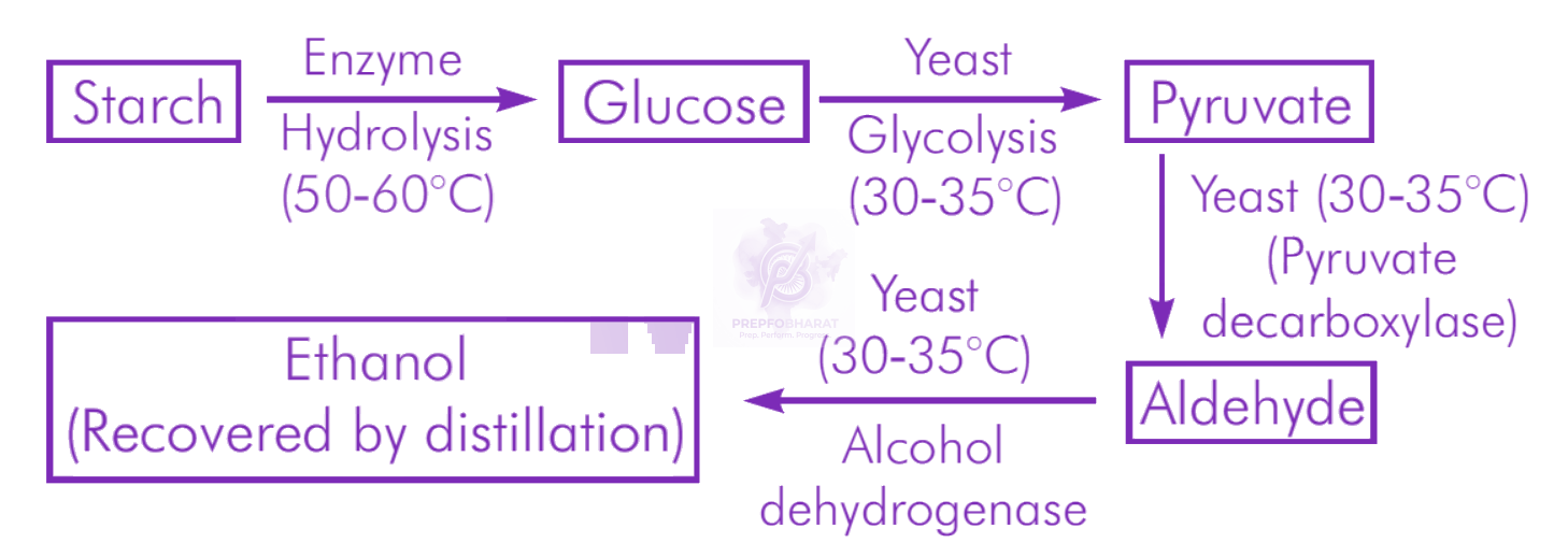 NEET 2009 Zoology, Biotechnology - Principles and Processes — solution figure