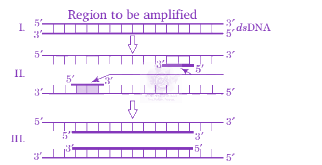 NEET 2012 Zoology, Biotechnology - Principles and Processes — question figure