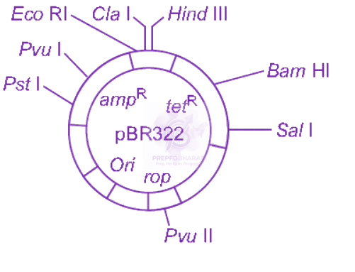 NEET 2012 Zoology, Biotechnology - Principles and Processes — question figure