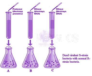 NEET 2014 Zoology, Biotechnology - Principles and Processes — question figure