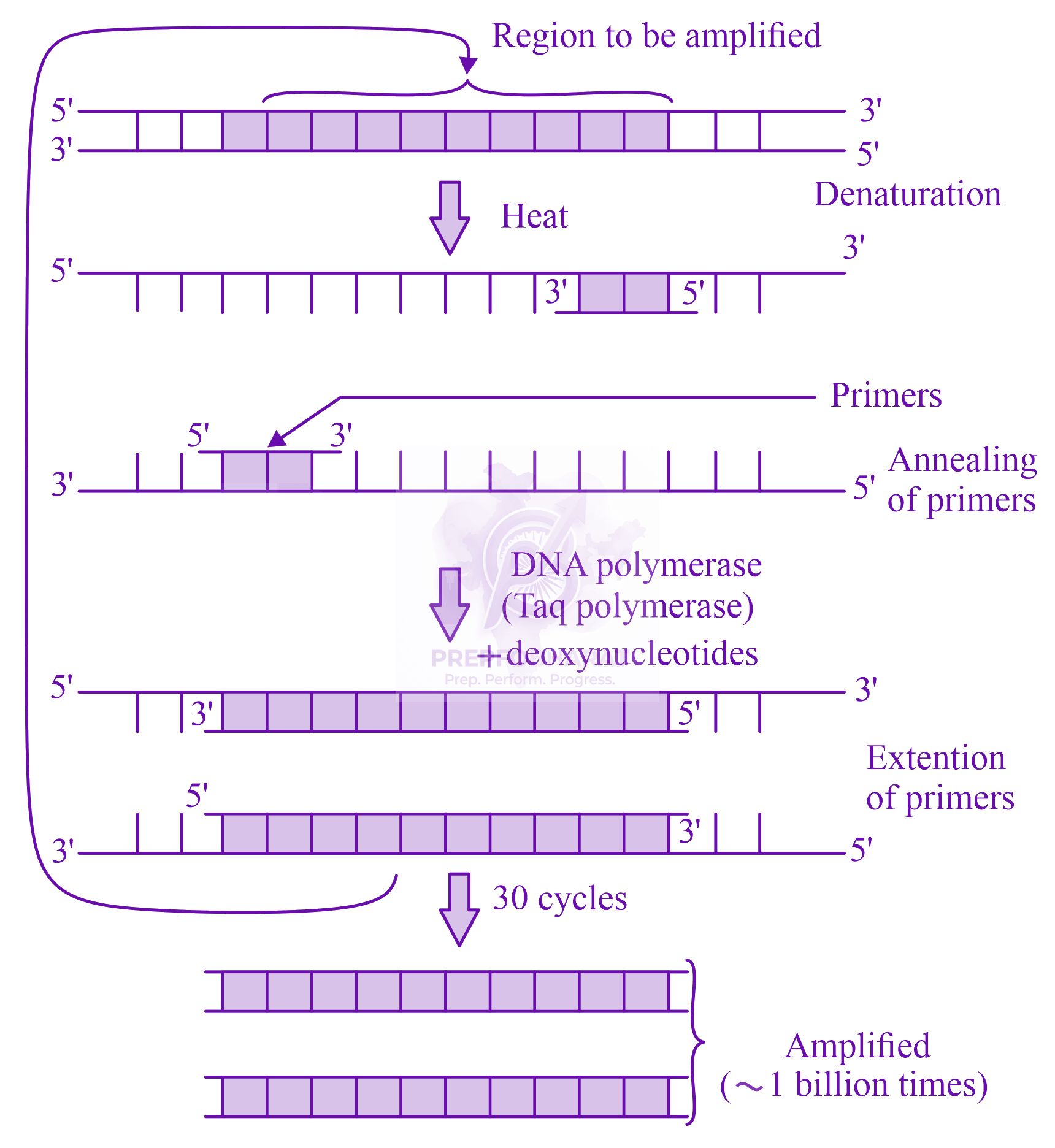 NEET 2018 Zoology, Biotechnology - Principles and Processes — solution figure